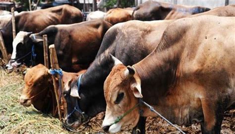 Saved By The Beef Ban Cattle In Drought Hit Maharashtra Might Just Die Of Hunger And Thirst