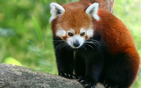 Download 1920x1080 Red Panda Cute Fluffy Blurry Wallpapers For