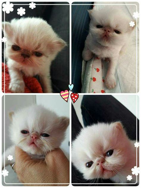 4 Persian Kittens M Seal Tabby Point S Red Point Persian Kittens