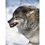 Snarling Arctic Wolf Stock Photo  Download Image Now IStock