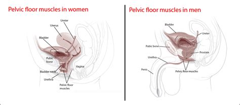 Even men with very weak pelvic floor muscles can be taught these exercises by a physiotherapist or continence advisor with expertise in this area. Strengthen Pelvic Floor Muscles | Urology Associates of ...