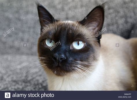 Classic Siamese Cat Hi Res Stock Photography And Images Alamy