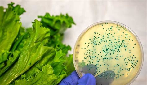 Ini 3 Jenis Bakteri Pada Makanan Yang Sering Ditemukan
