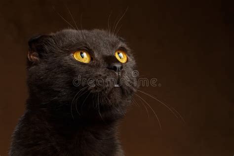 Closeup Portrait Of Grumpy Black Cat Stock Image Image Of Cute Furry