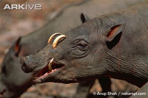 Check spelling or type a new query. 바비루사(Babirusa) - 정말 멧돼지 같은 야생동물... : 네이버 블로그