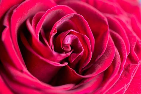 Wonderful Rose Flower Close Up Free Stock Photo Picjumbo