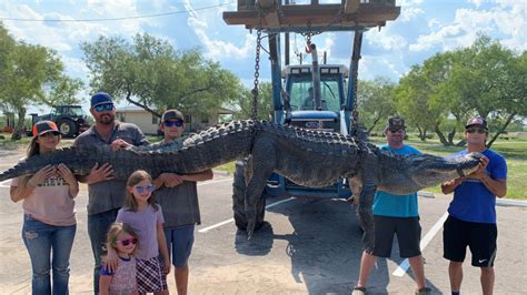 Huge Alligators Up To 14 Feet Long Caught In Texas See The Wild Photos