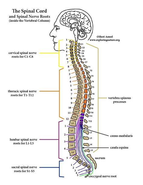 Simple Spinal Nerves Diagram