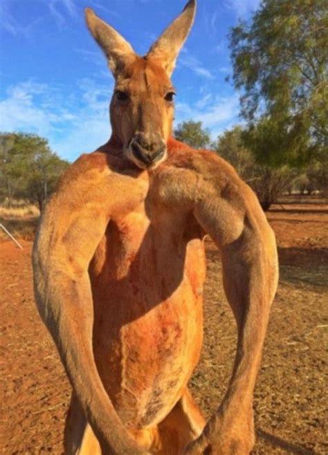 Meet Roger The Most Muscular Kangaroo On The Planet Barnorama
