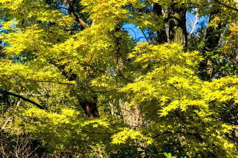 Autumn Japanese Maple Tree With Yellow Leaves Stock Image Image Of