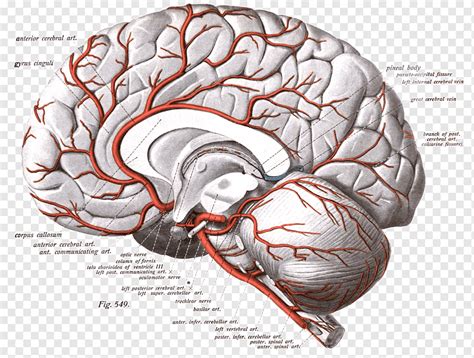 Artéria Cerebral Anterior Artérias Cerebrais Cérebro Artéria Carótida