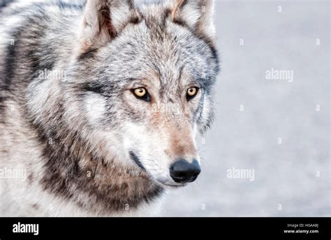 Wolf Portrait In Denali National Park Alaska Stock Photo Alamy