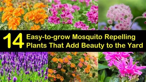 14 Easy To Grow Mosquito Repelling Plants That Add Beauty To The Yard