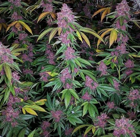 Quebec Purple Bud From Quebec Cannabis Seeds Cannabis
