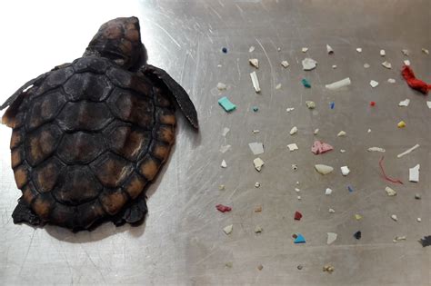 Tiny Sea Turtle Found Dead With Over 100 Pieces Of Plastic In Its Gut