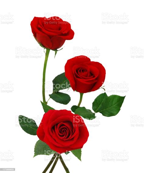 Red Rose Flowers Isolated On White Background Stock Photo Download