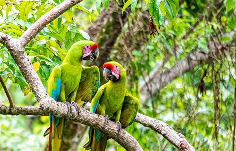 Two Great Green Macaws Sitting On Branch In Costa Rica Rainforest Fine