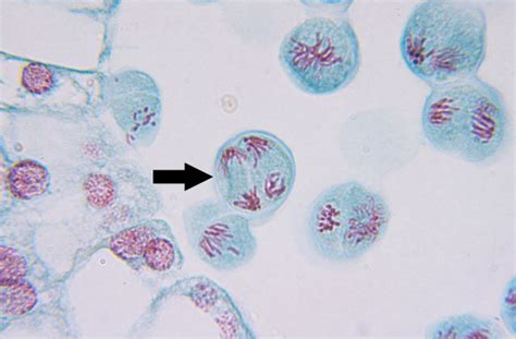 Meiosis