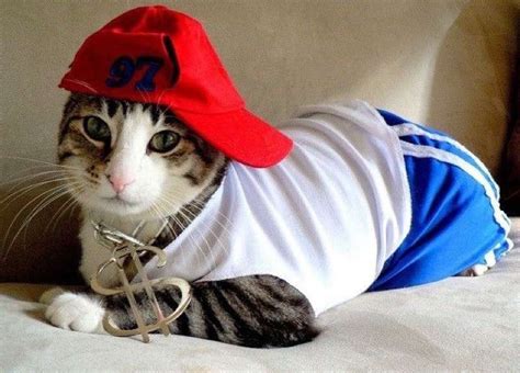 30 Cat Costumes That Are Too Cute Pet Day Pet Costumes Cat Dressed Up