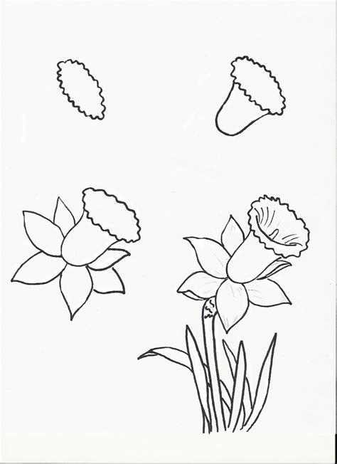More images for step by step simple drawings of roses » Daffodil.jpg 1,163×1,600 pixels | Flower drawing, Easy ...