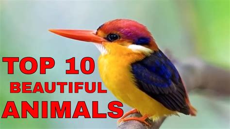 Top 10 Most Beautiful Animals In The World Youtube