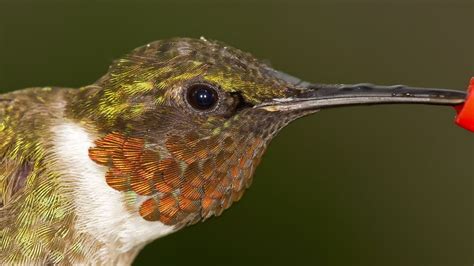 hummingbirds new england birds plus