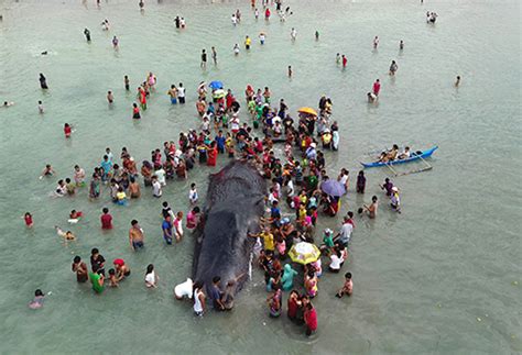 Bfar Plastic Steel Wires Killed Whale In Samal