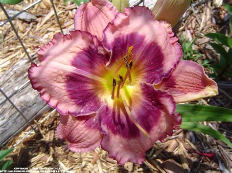 Photo Of The Bloom Of Daylily Hemerocallis Macbeth Posted By