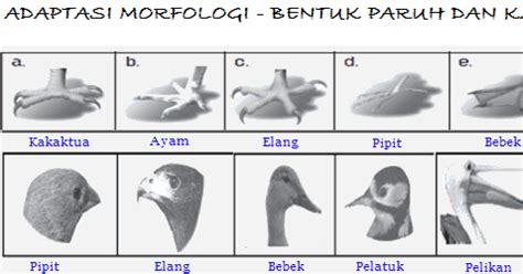 Adaptasi Fisiologi Adaptasi Morfologi Dan Adaptasi Ti Vrogue Co