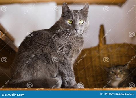 Arge Grey Cat With Yellow Eyes Stock Image Image Of Lying Beautiful