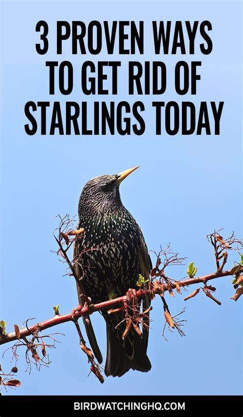 4 Proven Ways To Get Rid Of Starlings Today 2023 Artofit