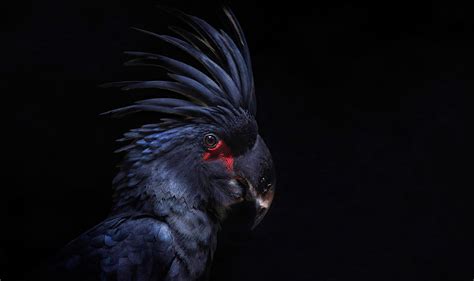 Animals Birds Parrot Wallpapers Hd Desktop And Mobile