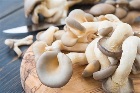The 5 Easiest Mushrooms To Grow Grocycle