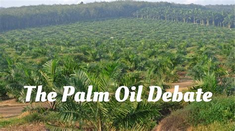 Palm kernel oil provides comprehensive benefits that are often overlooked. Palm Oil: An elusive attack or the better of two evils