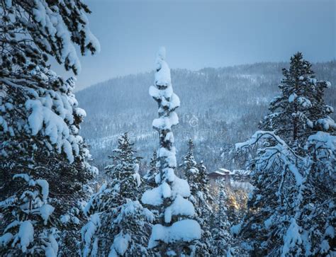 Deep Fresh Snow In Norwegian Forest Boreal Landscapes In Winter Stock