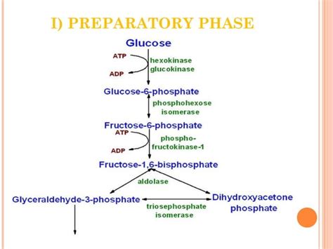 Carbohydrate Metabolism Part 1