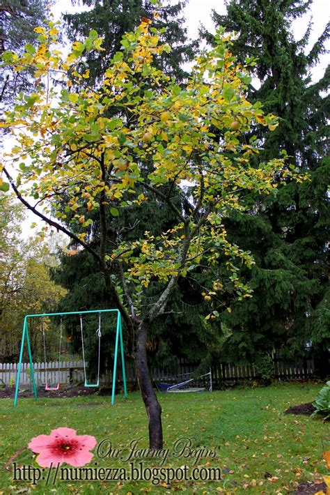 Check spelling or type a new query. Our Journey Begins: Pokok Apple di musim luruh