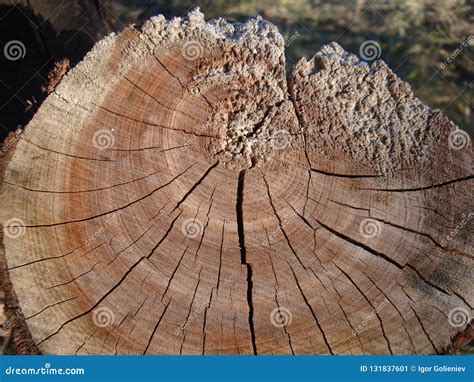 Wood Texture Background Wooden Bark Close Up Stock Image Image Of