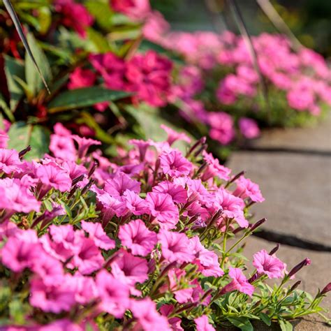 Proven Winners Annual Plantspetunia Supertunia Mini Vista Hot Pink