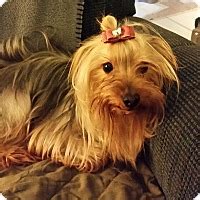 Following your account setup, you will receive an email with further instructions explaining how to schedule your phone call with an adoption counselor for next steps. Jacksonville, FL - Yorkie, Yorkshire Terrier. Meet Sadie a ...