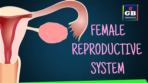 Human Female Reproductive System Sexual Reproduction 10th Biology