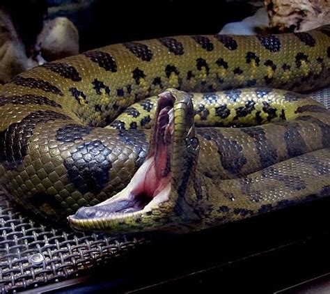 Deschauensees Anaconda Facts And Pictures Reptile Fact