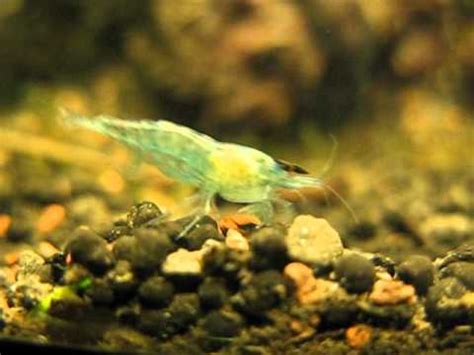 Черный нос у Neocaridina heteropoda blue jelly shrimp YouTube