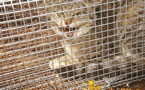 Australia Declares War On Feral Cats With Plan To Cull Two Million By