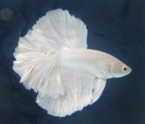 Might as well do them all. Imported Stunning Platinum White Dragon Halfmoon Betta # 6 ...