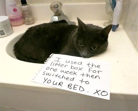 Bad Cat Funny Pet Sign Makes Jane Laugh Pinterest