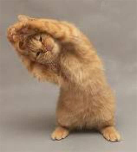 Cats Doing Gymnastics Before Doing Gymnastic We Must Stretch Our