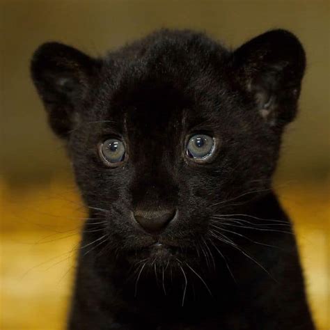 Rare Newborn Black Jaguar Cub Brings Hope To The “near Threatened” Species Modern Times News