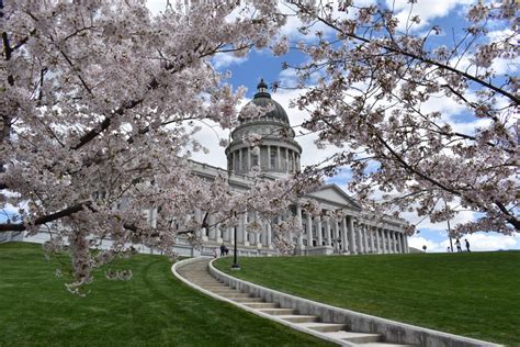 Cherry Blossoms At The Capitol Granite Ridge Young Women
