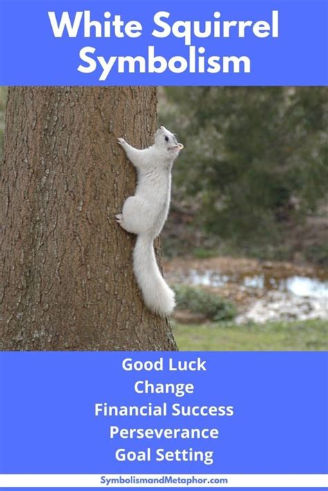 White Squirrel Symbolism Luck And Abundance